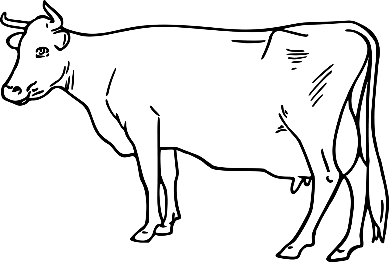 Cow black and white cattle clipart draw an ayrshire logo