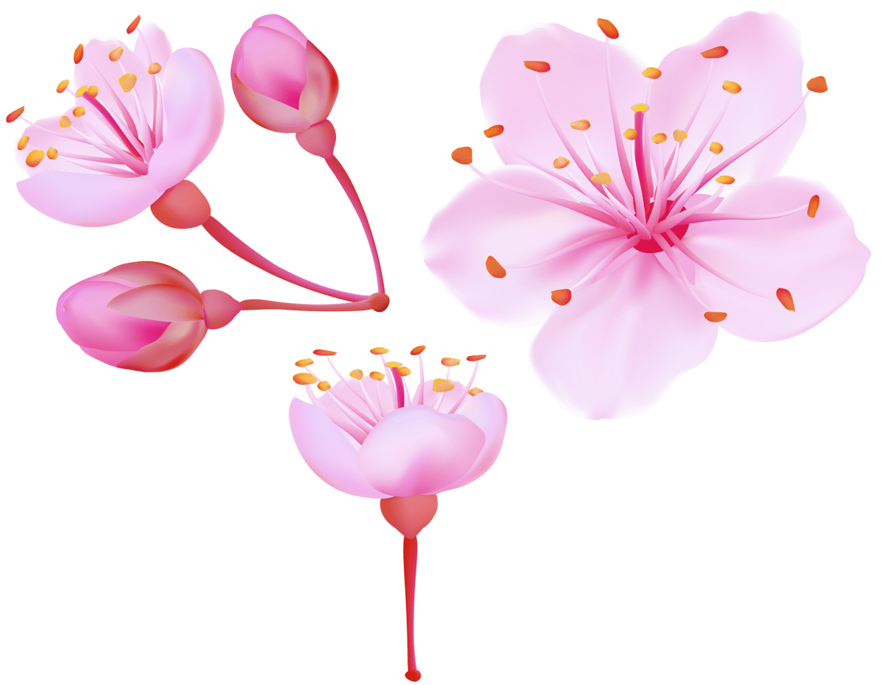 Cherry flower spring blossoms clipart image high quality images and