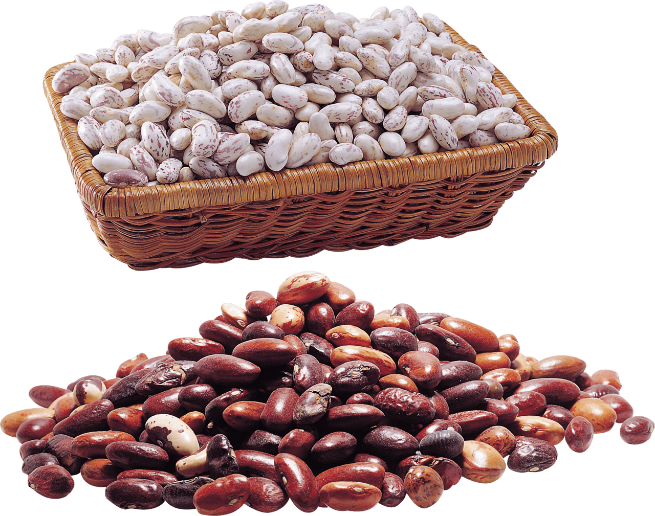 Kidney beans image size clipart