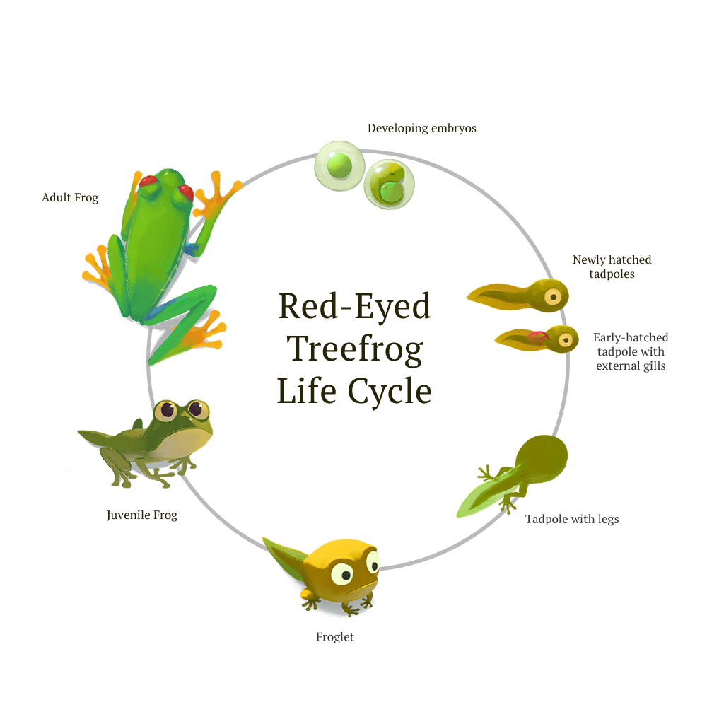 Froglet galleries clipart vector
