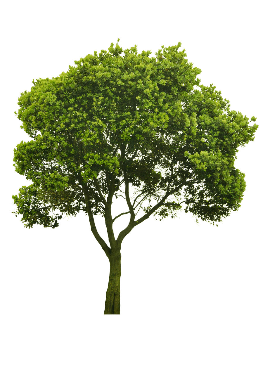 Family tree page clipart image