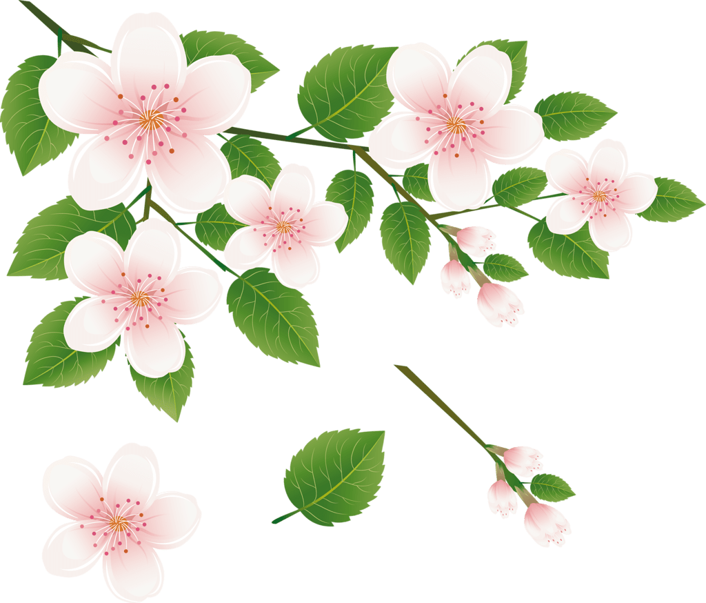 Cherry flower clipart image