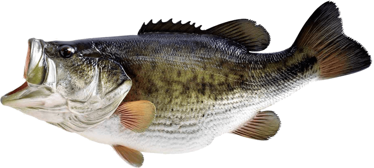 Bass fish images clipart best background