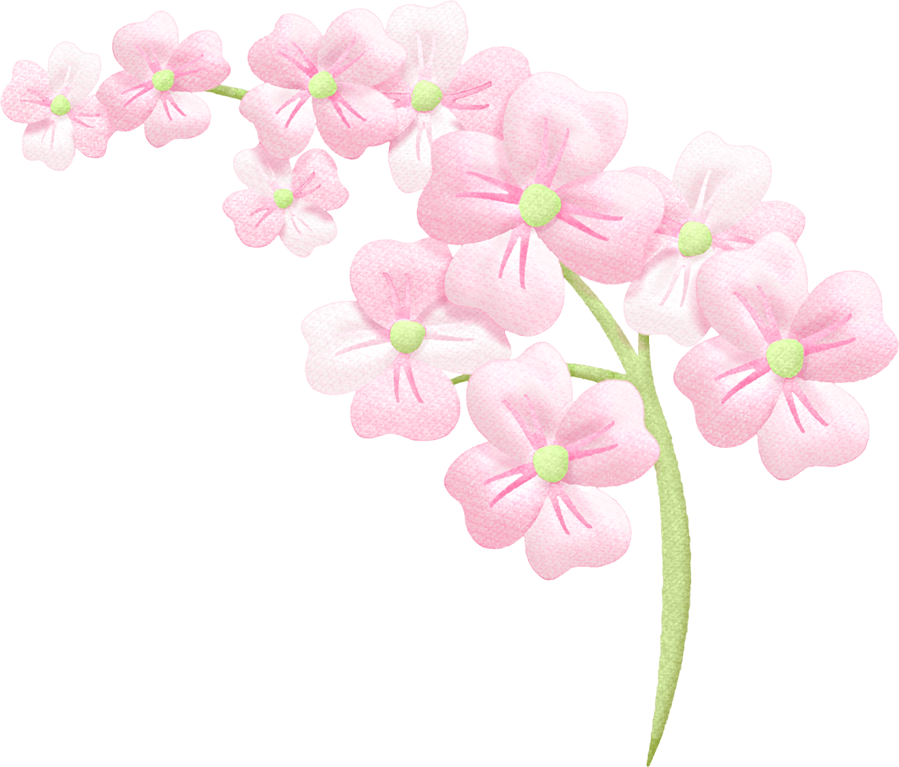 Cherry flower clipart transparent