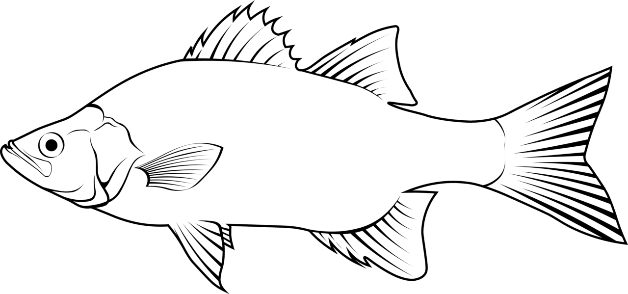 Black white fish bass morone chrysops vector clipart images