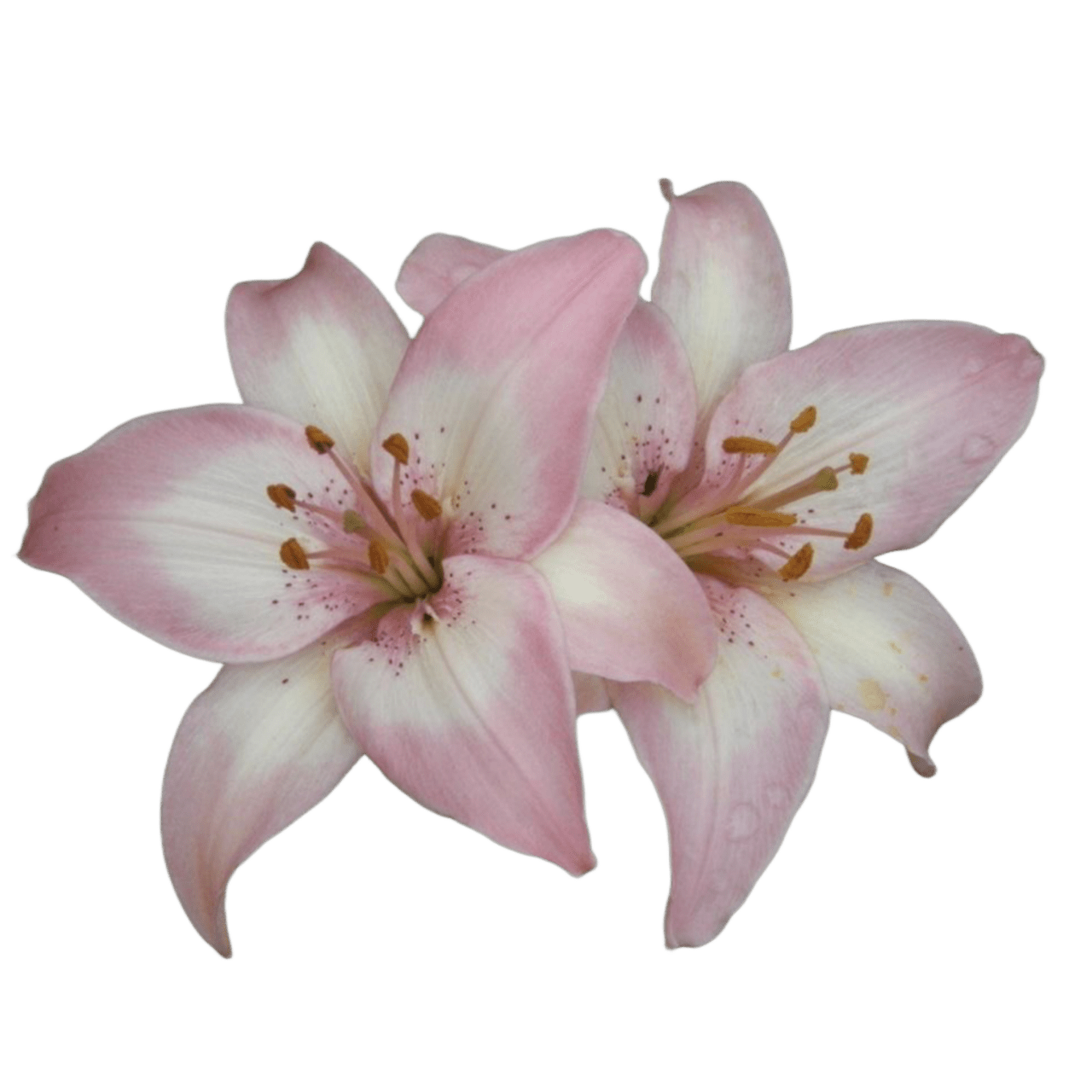 Cherry flower page clipart image