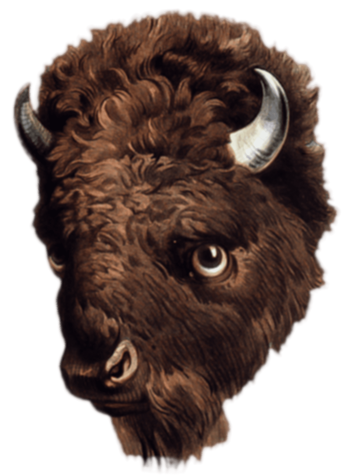 Buffalo head clip clipart photo