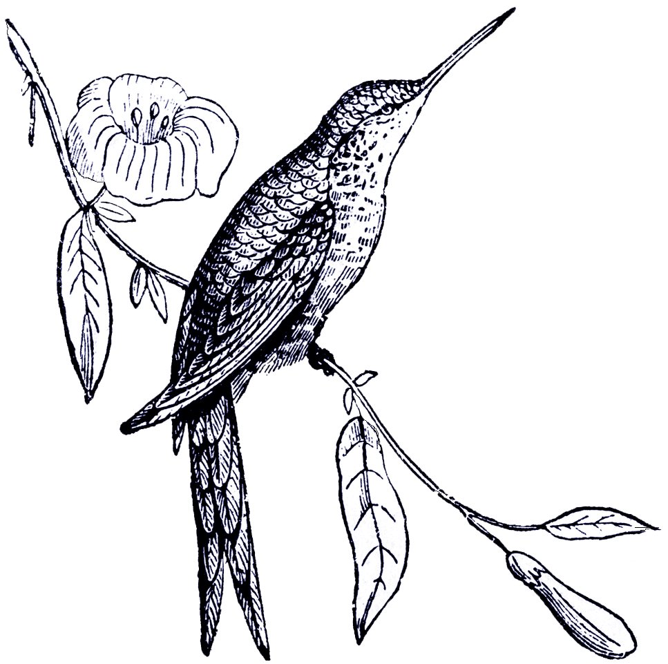 Bird black and white digital stamp collage clipart vector