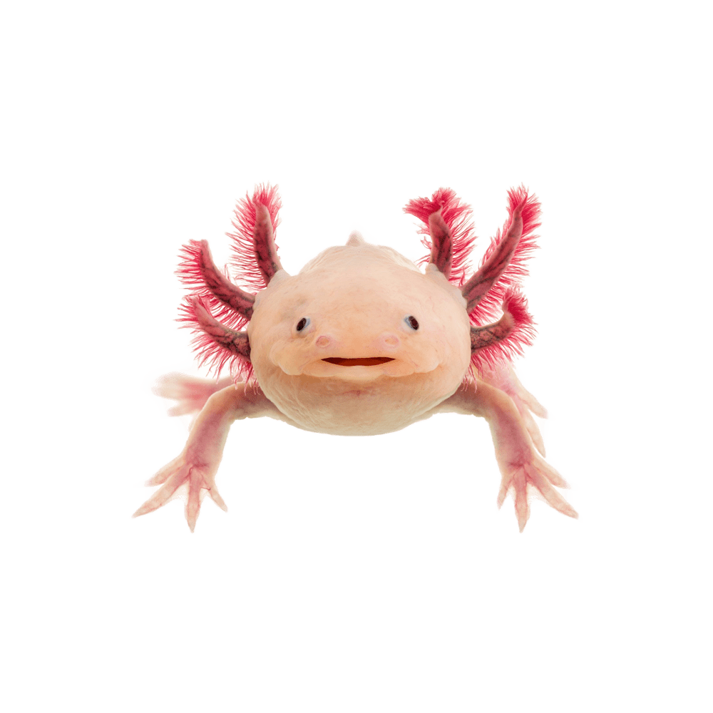 Axolotl images hd photo clipart