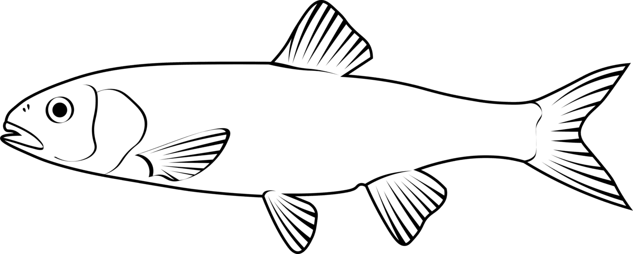 Black white fish fallfish semotilus corporalis vector clipart images