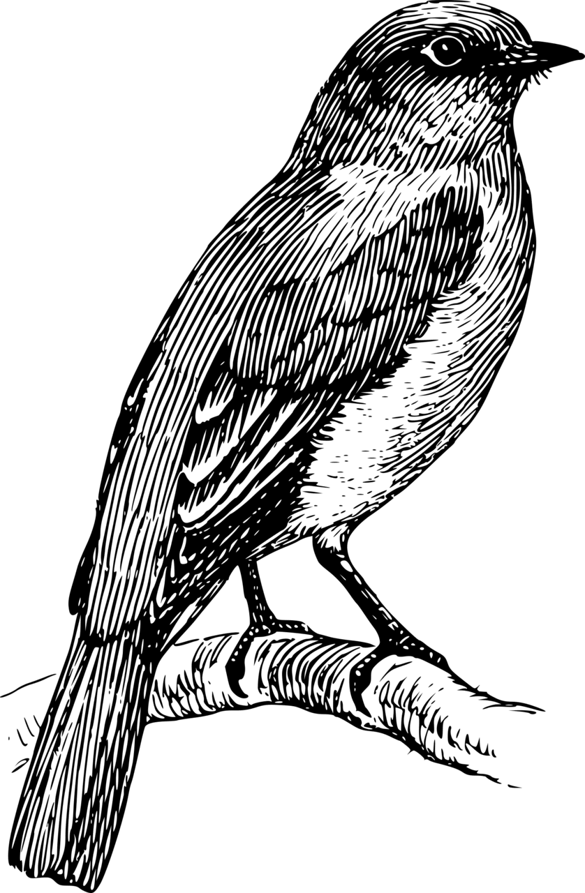 Bird black and white bluebird clipart photo