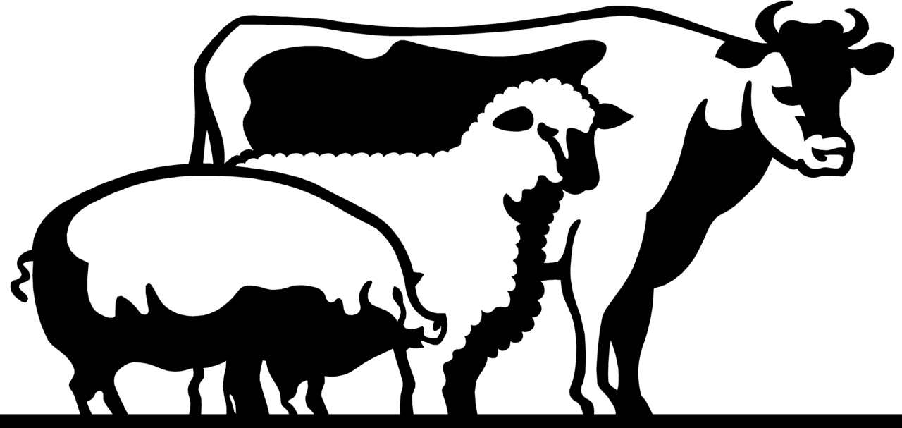Cattle domestic pig live show clipart free