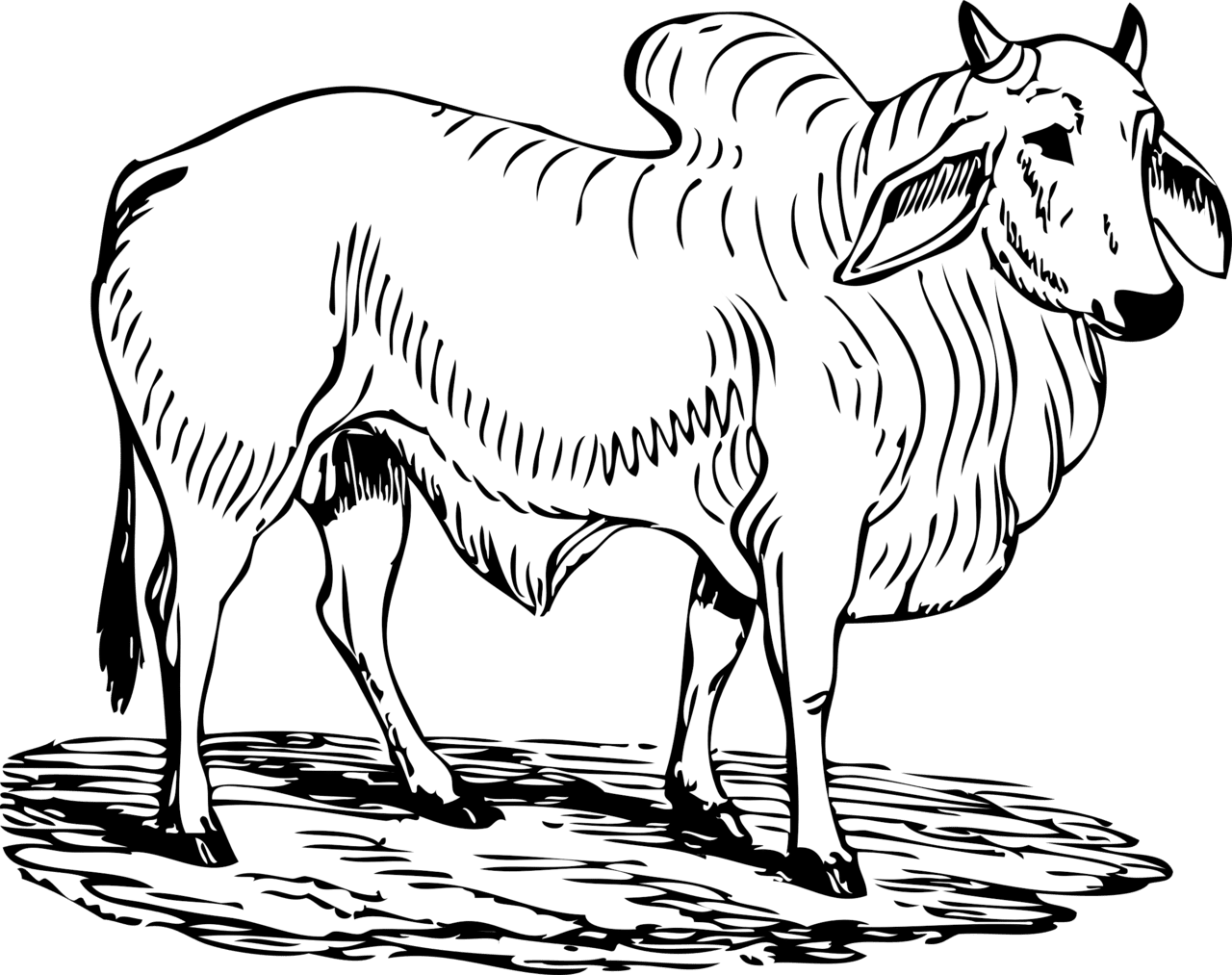 Buffalo bull black and white clipart logo