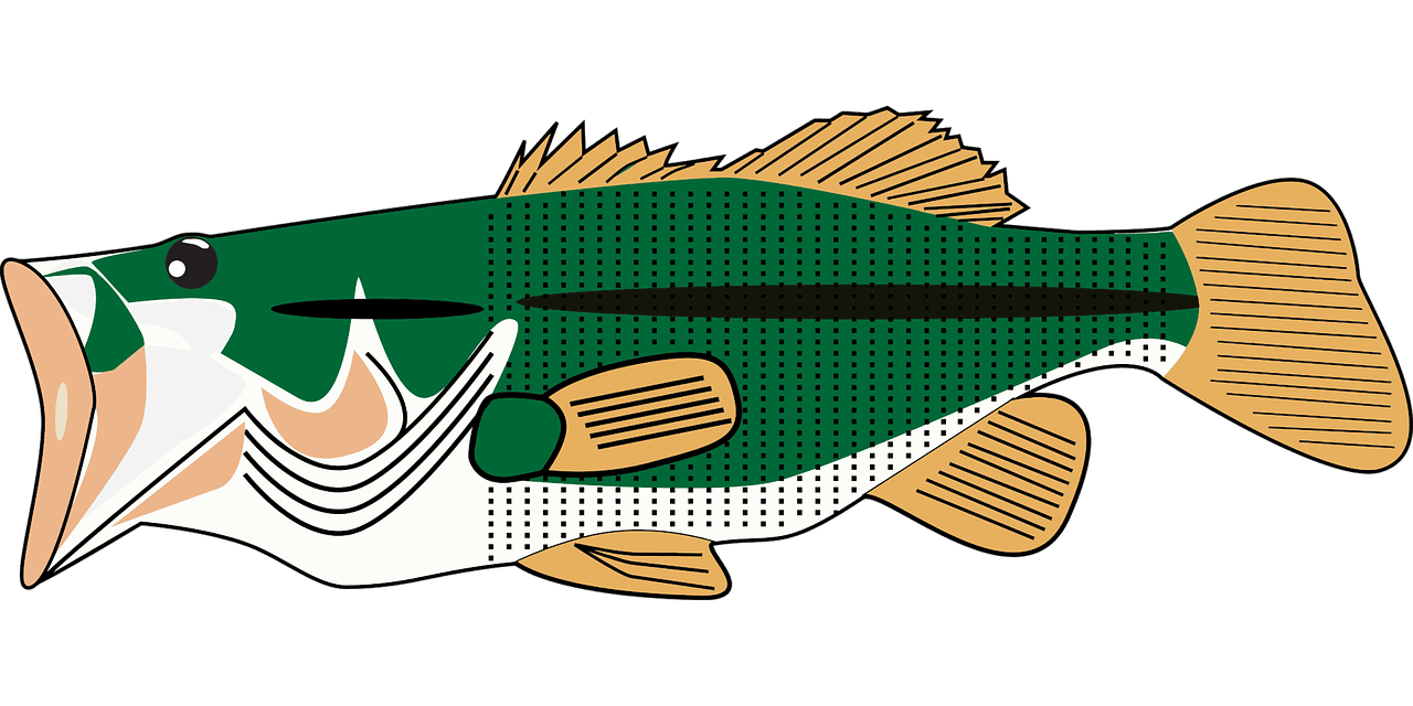 Animal bass fish vector graphic clipart