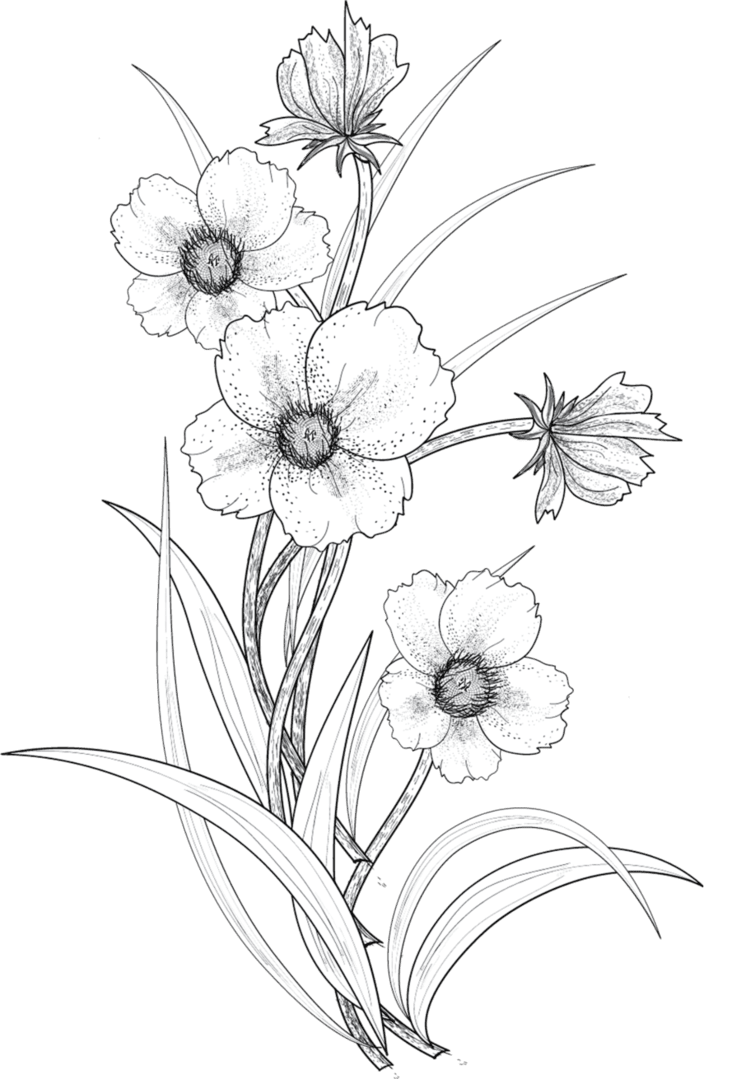 Flower outline page clipart transparent