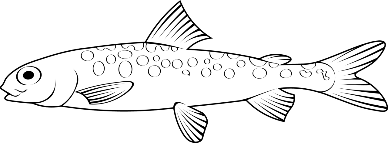 Black white fish mountain whitefish prosopium williamsoni vector clipart images