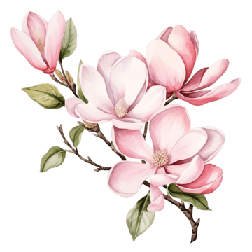 Cherry flower page clipart transparent