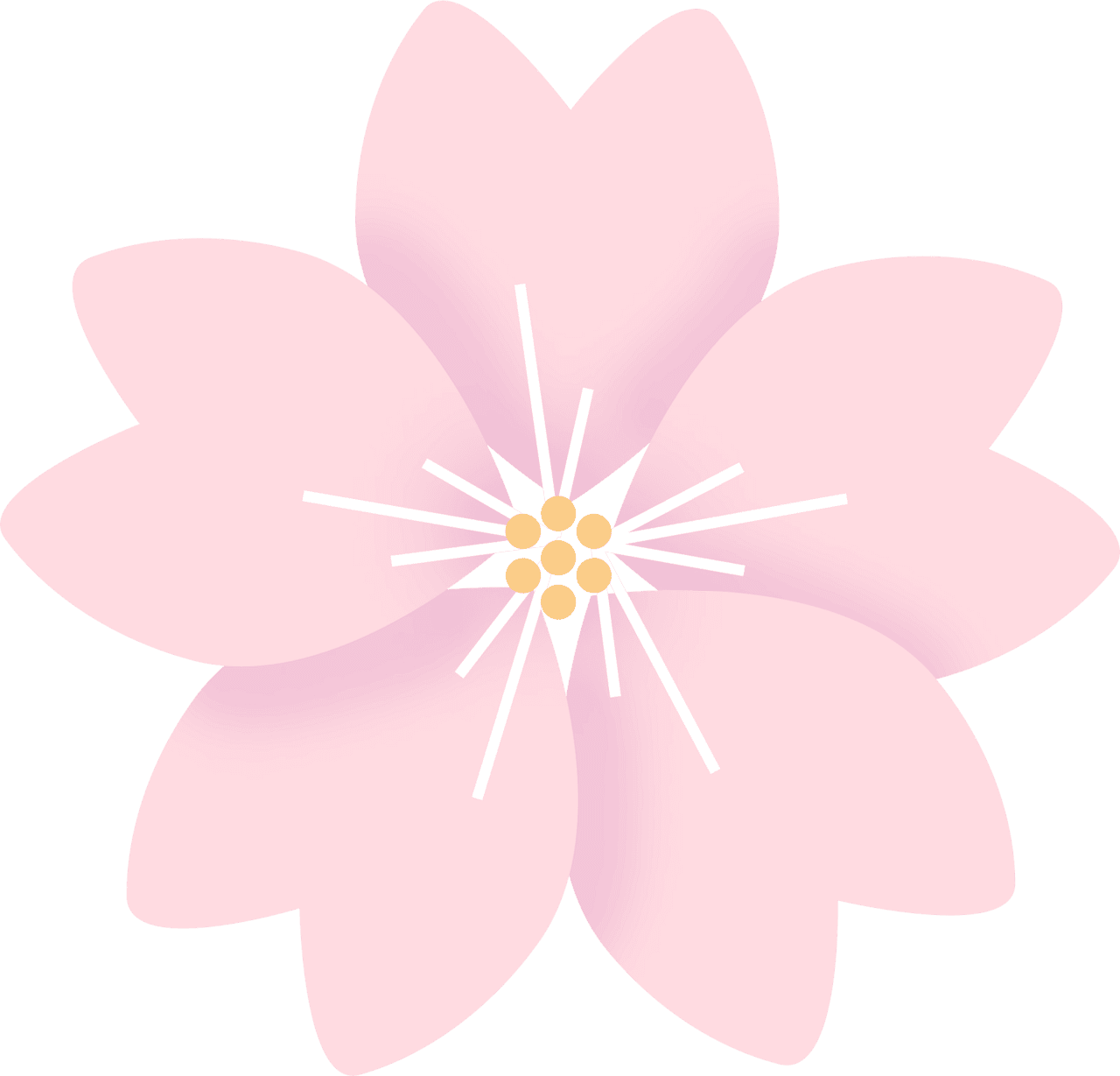 Cherry flower sakura vector clipart images