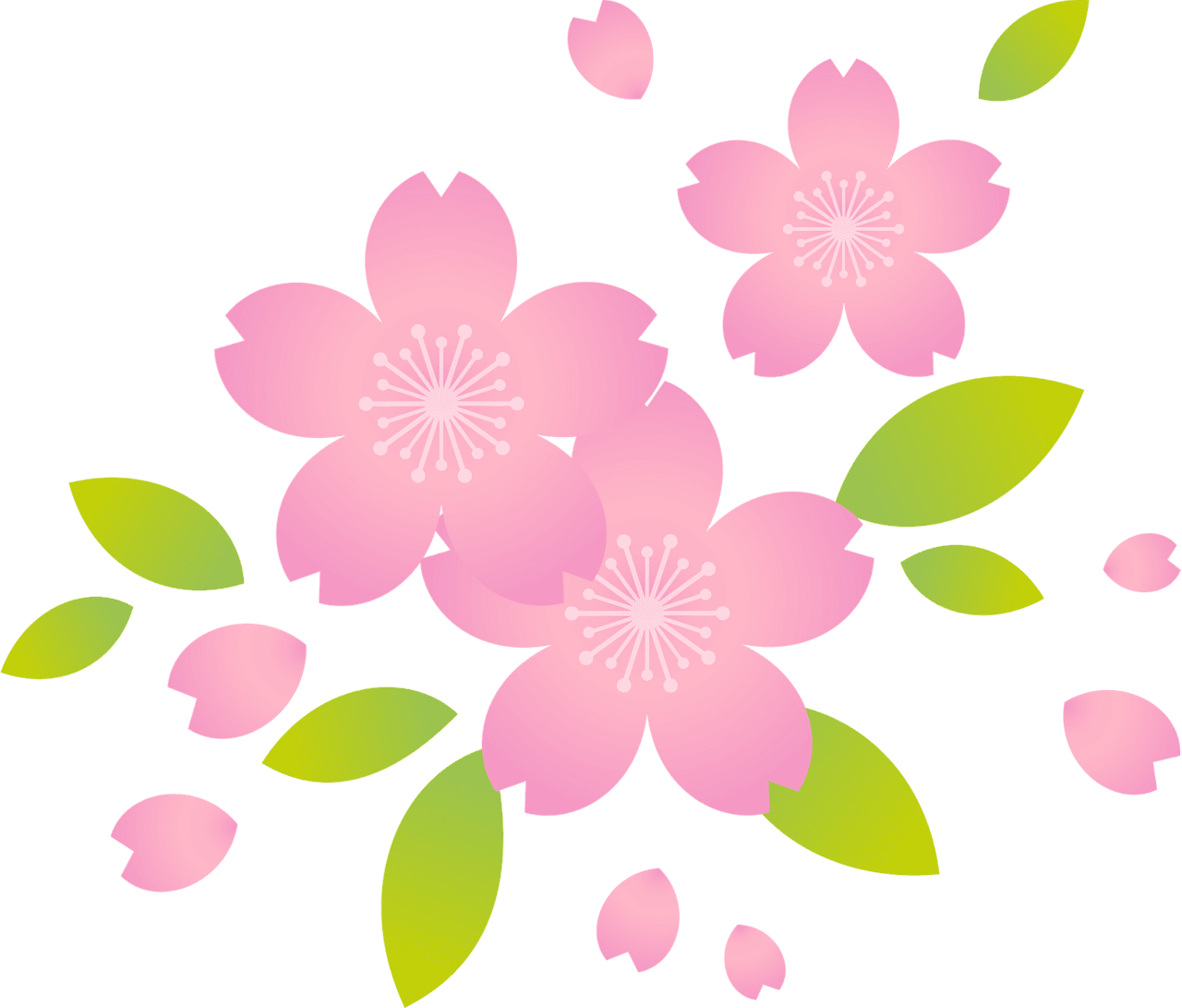 Cherry flower sakura clipart images