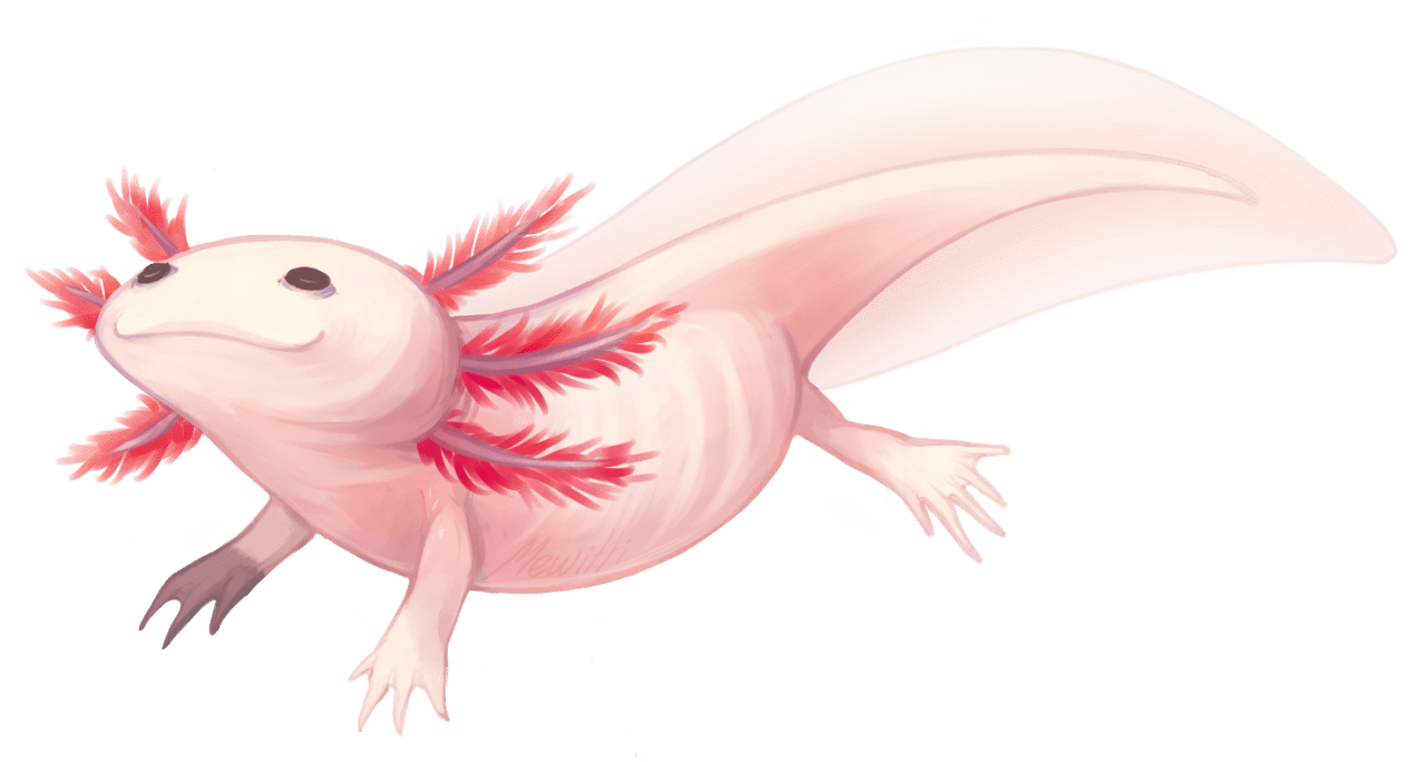 Axolotl newt in the throat fatlittlefish moony drawing clipart vector