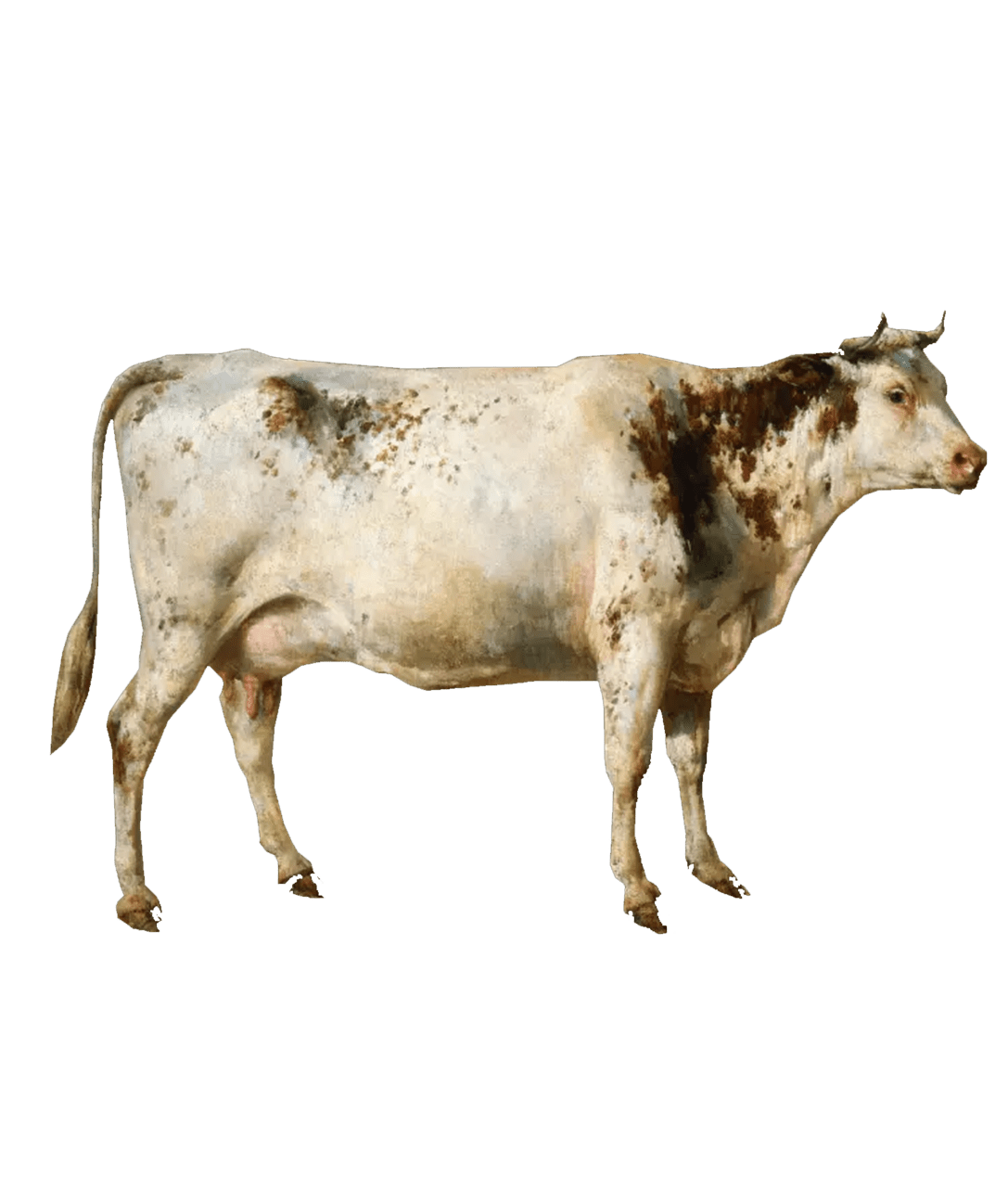 Cattle clipart photo