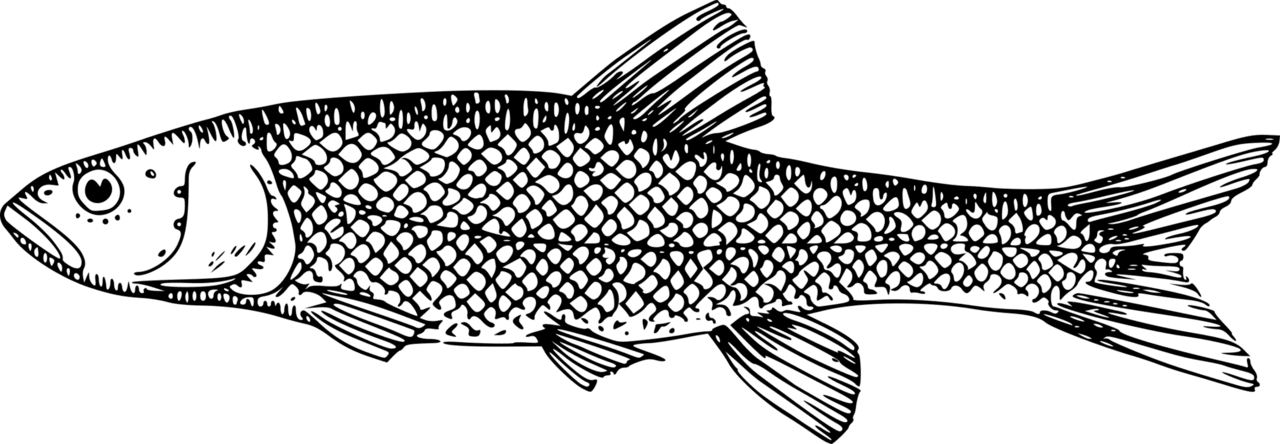 Black white fish milkfish whitefish trout scale scales clipart and image with no background