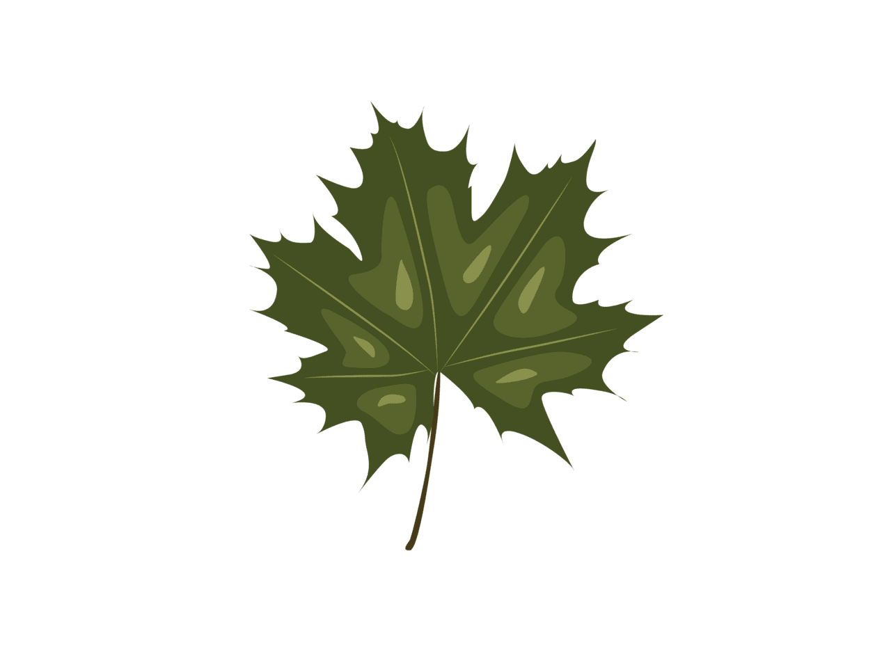 Norway maple leaf by red sugar design clipart logo