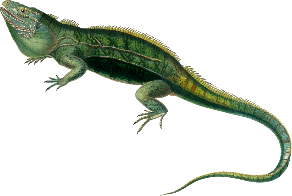 Green iguana clipart background 2