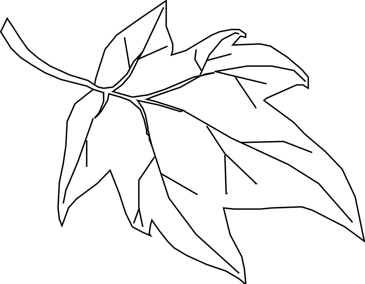 Maple leaf outline vector graphic clipart