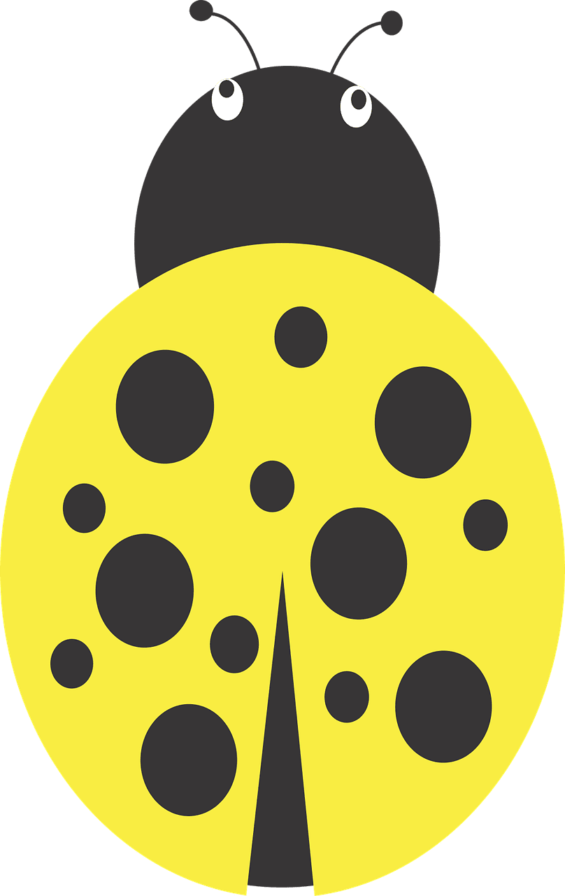 Lady beetle bug yellow vector graphic clipart