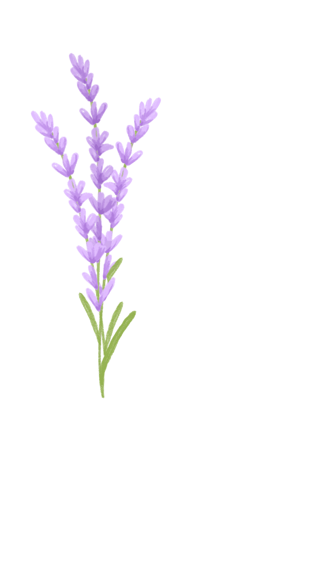 Lavender oil uses clipart image