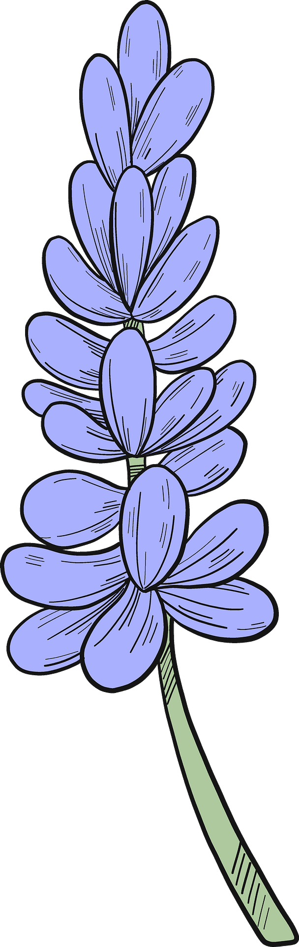 Lavender vector clipart images 5