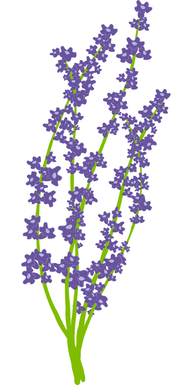 Lavender flowers vector art graphics clipart