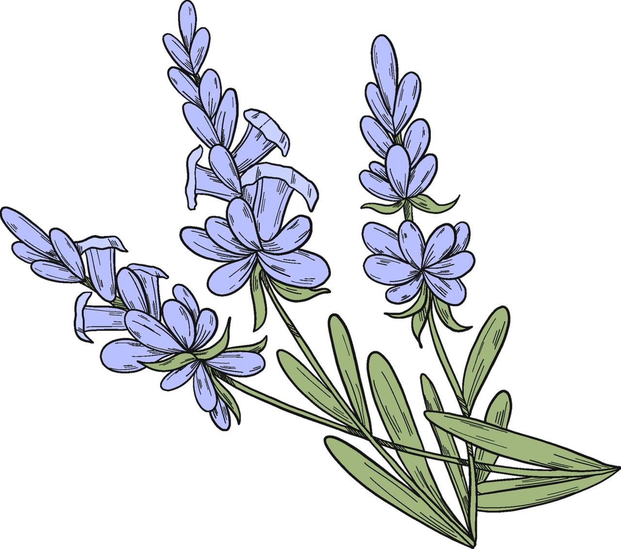 Lavender vector clipart images 6