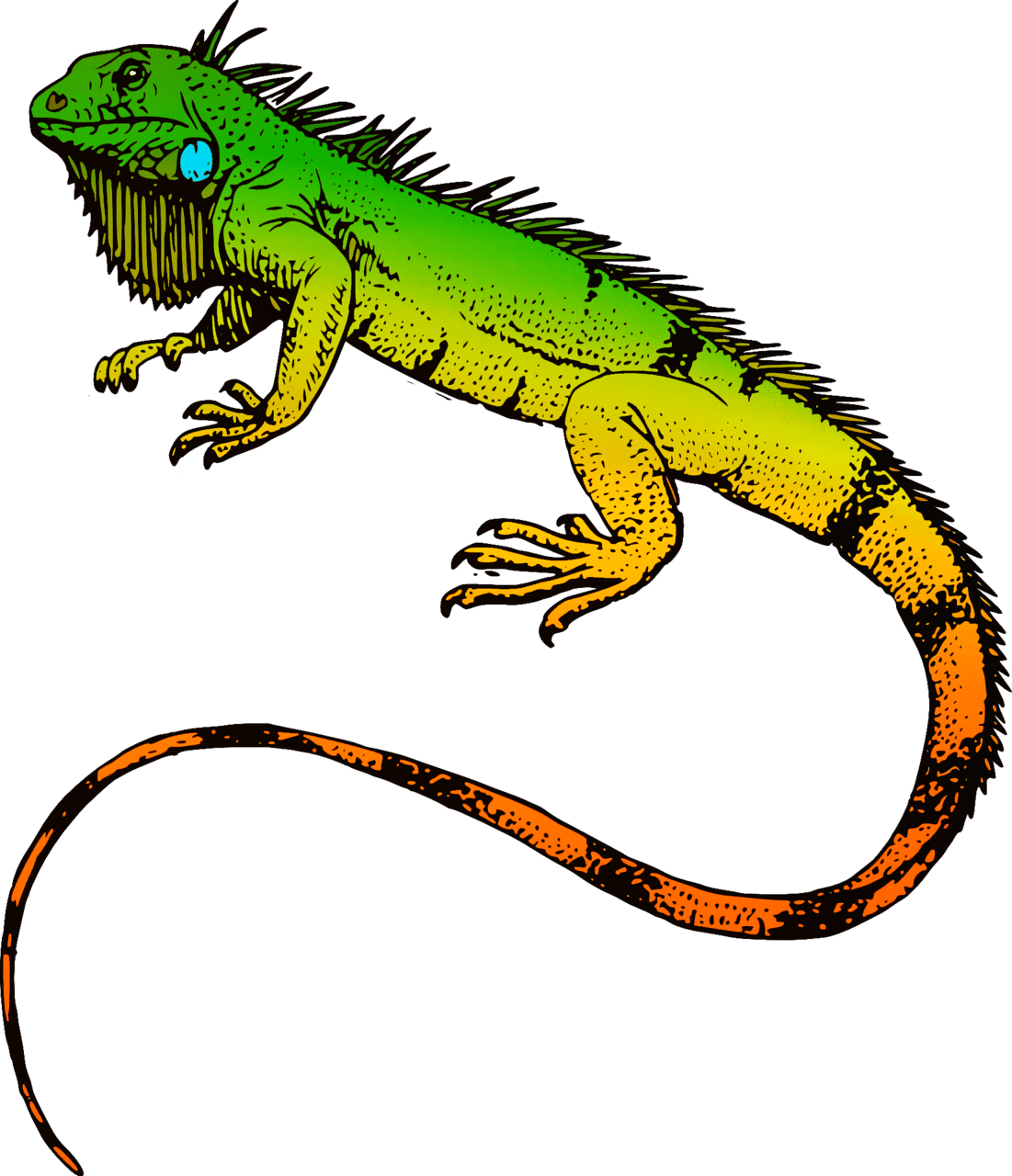 Iguana vector clipart images 4