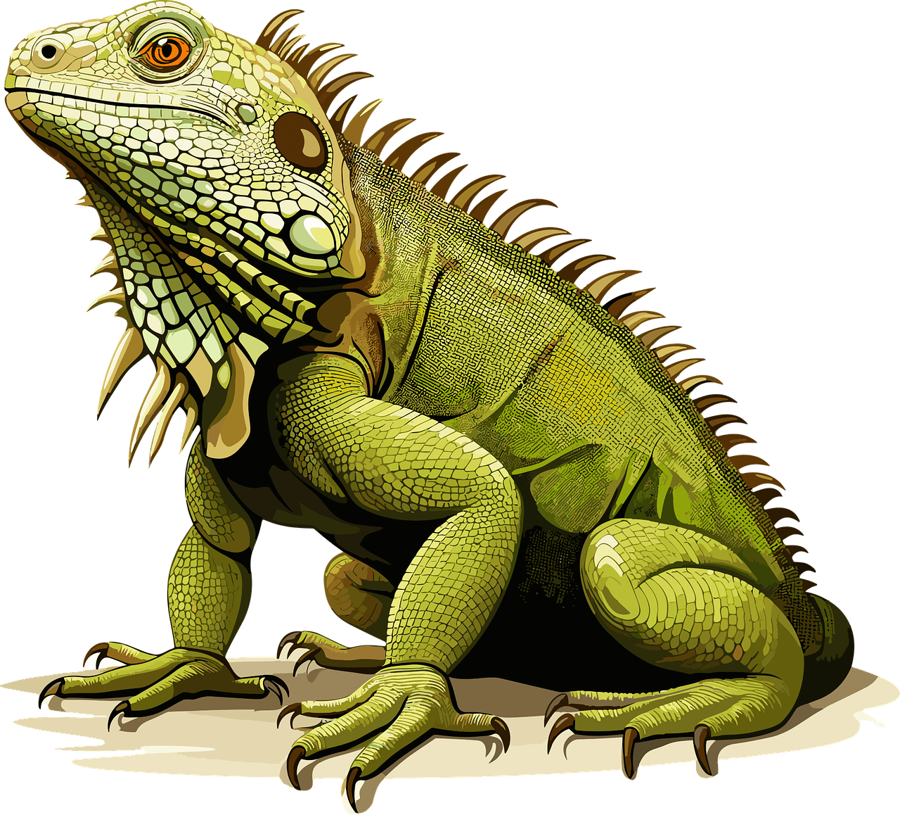 Explore iguana now clipart logo