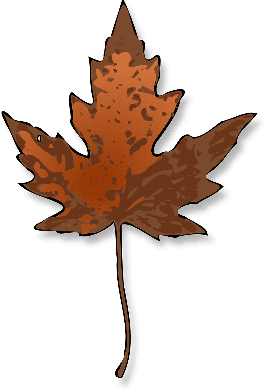 Maple leaf autumn vector graphic clipart