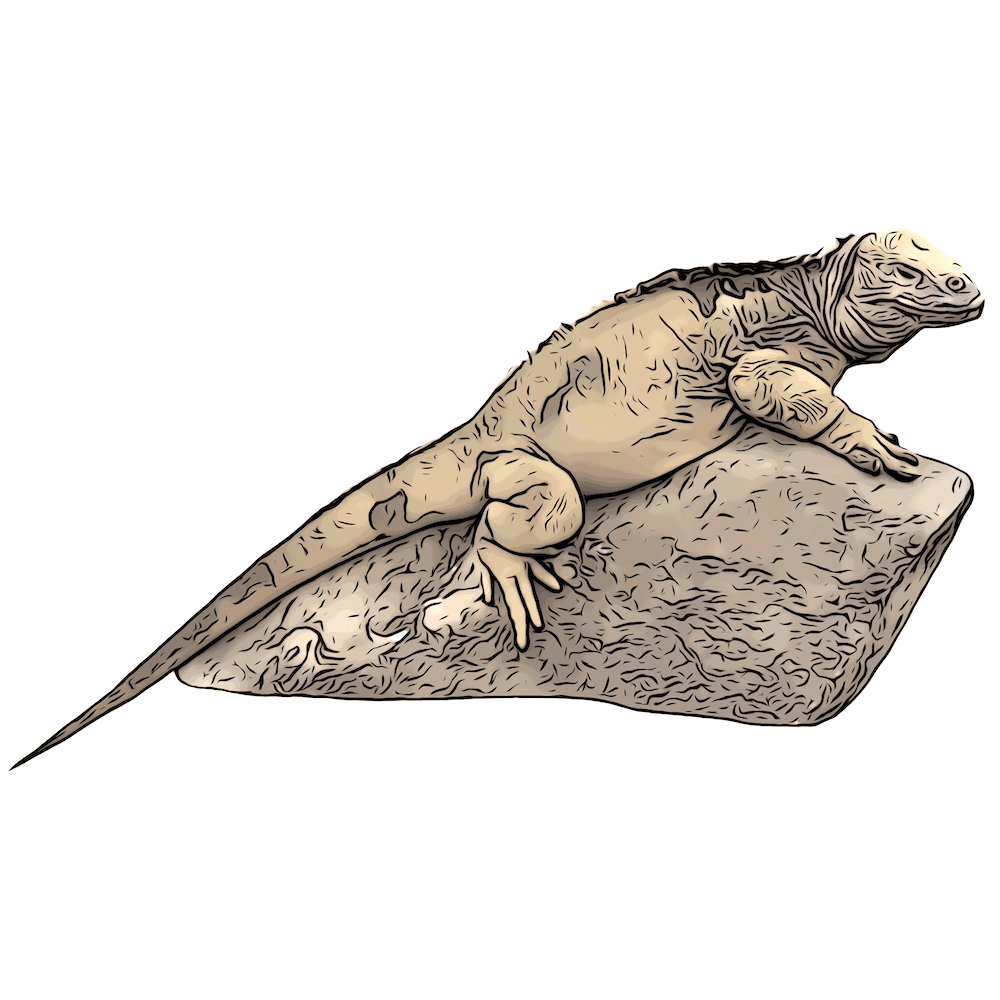 Iguana reptiles of the galapagos clipart photo