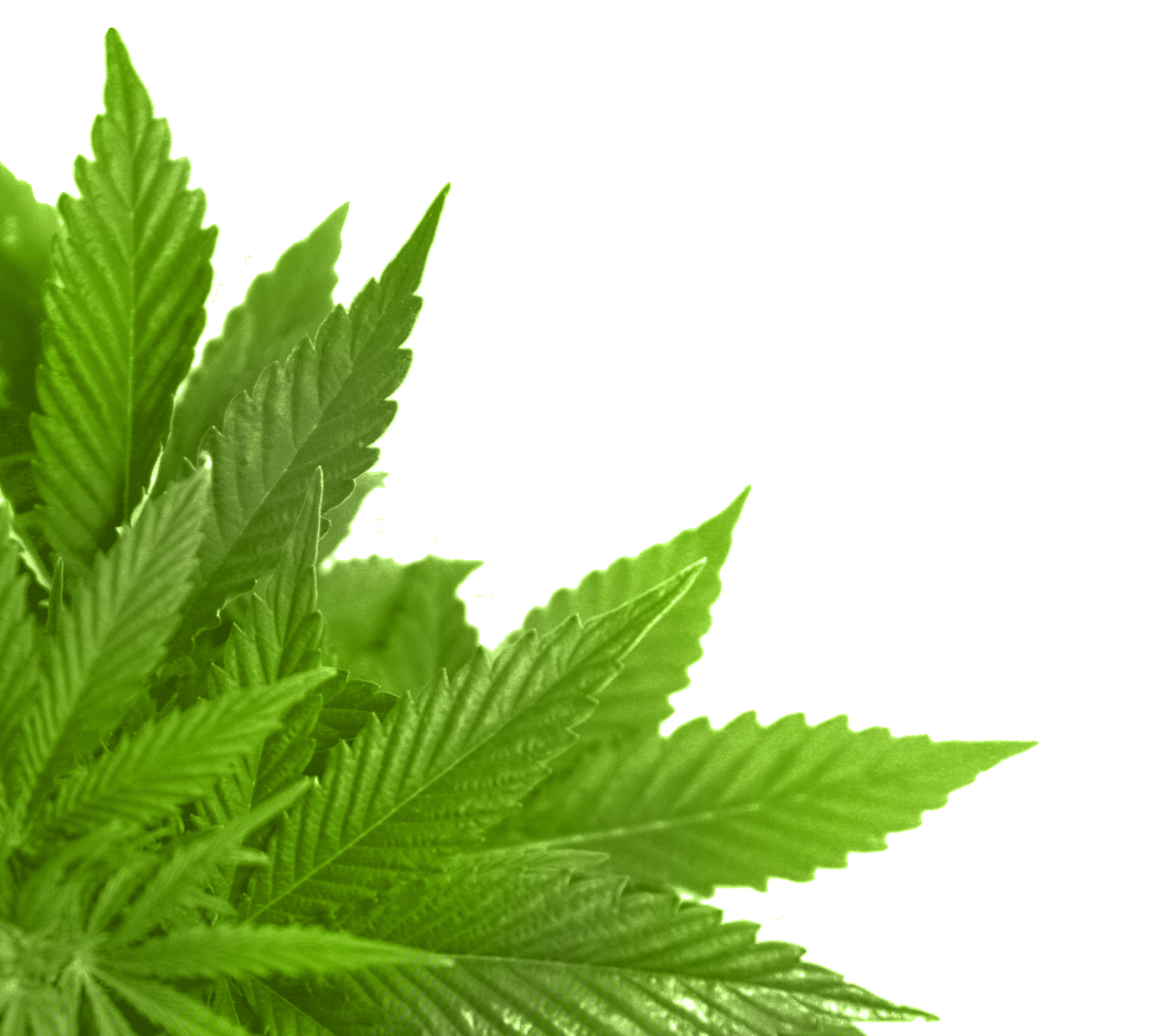 Marijuana leaf corner green clipart image