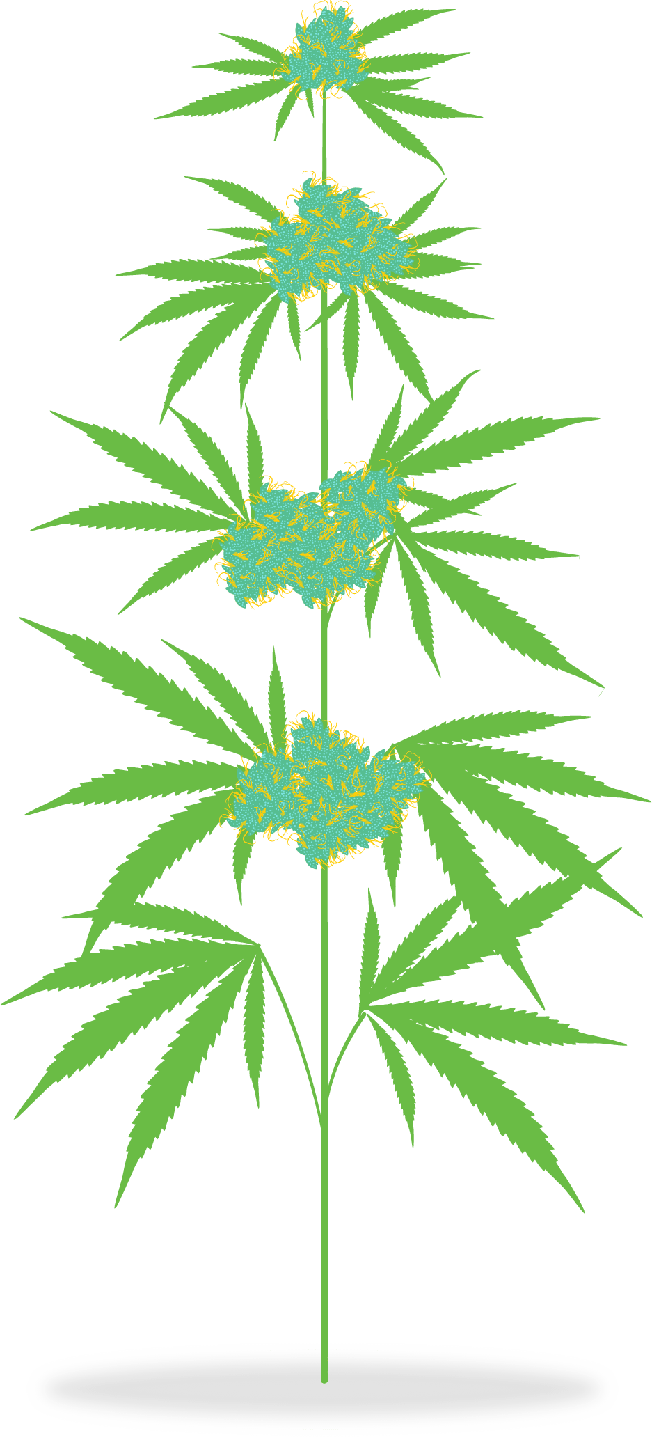 Marijuana leaf how is medicine cannabis clipart image with no background