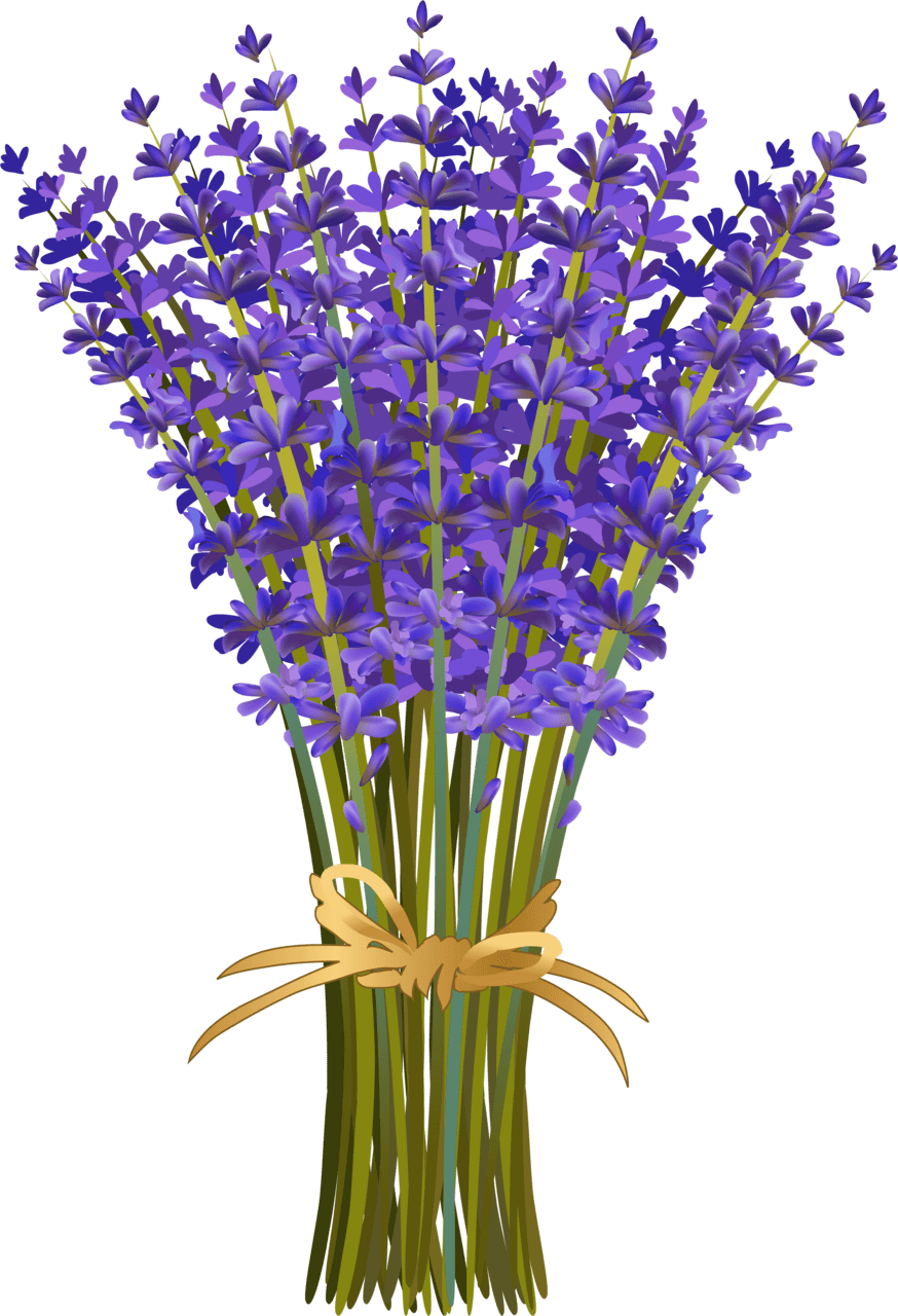 Flores de lavanda campos nature hue lavender essential oil ml pure image with no background clipart