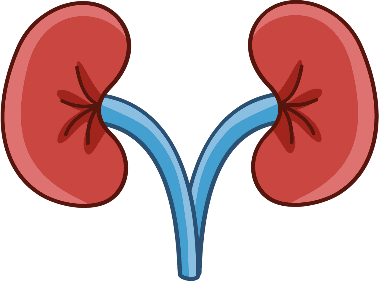 Kidney vector clipart images