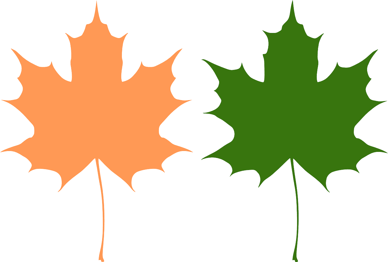 Maple leaf autumn green vector graphic clipart