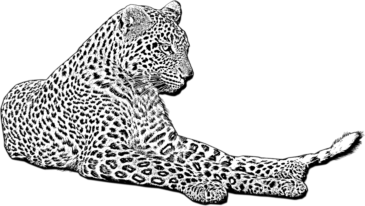 Jaguar leopard vector clipart images 5