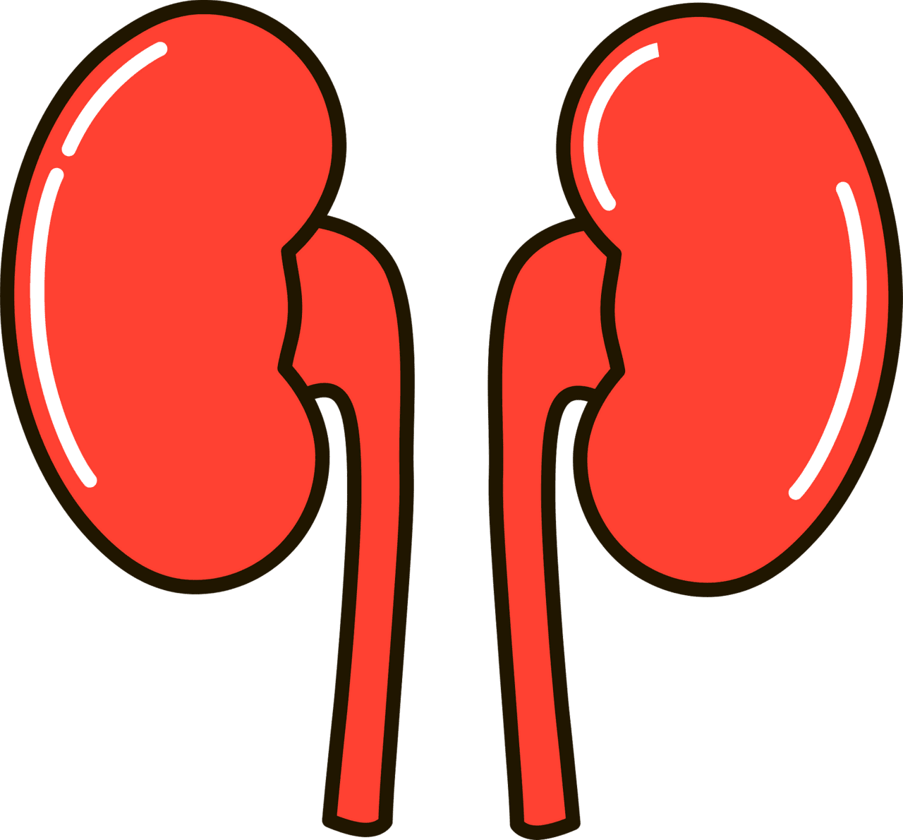 Kidney vector clipart images 4