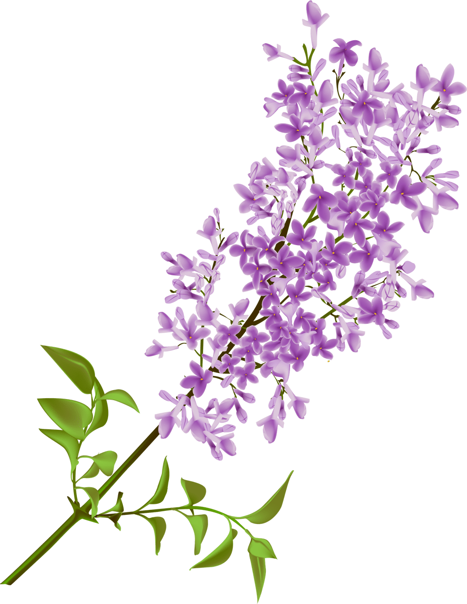 Lavender page clipart vector