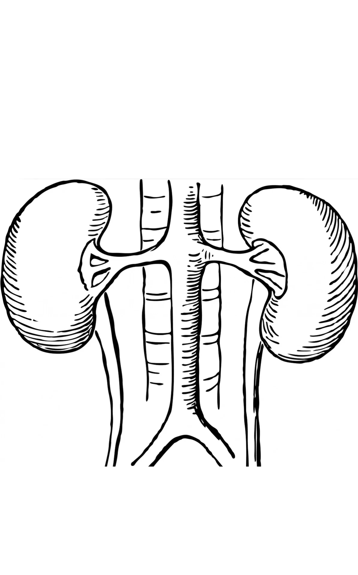 Kidney ricardo gonzalez md urology advocate clipart transparent