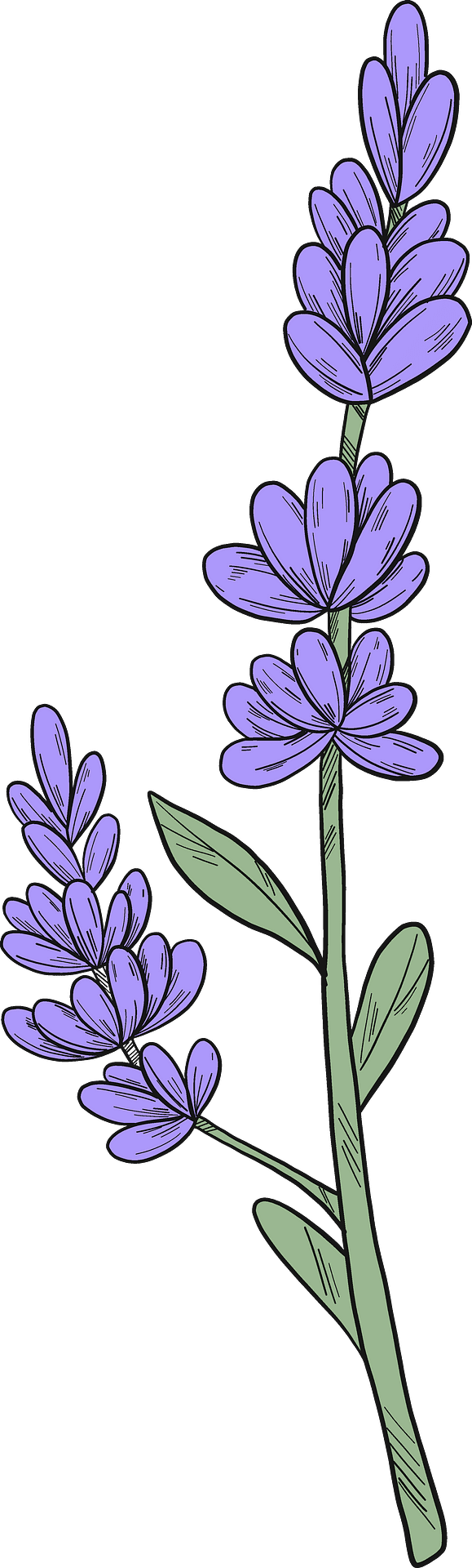 Lavender vector clipart images