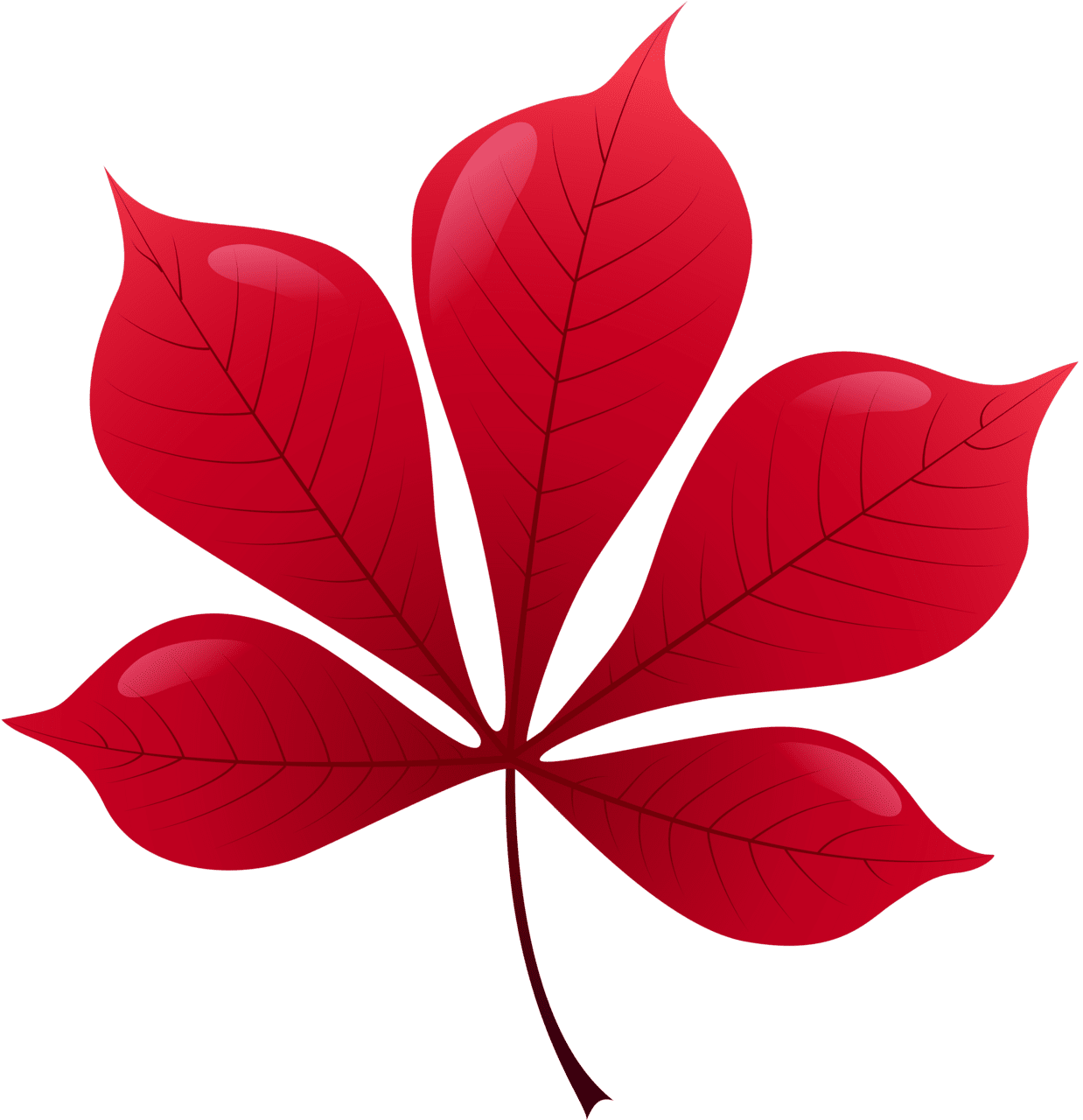 Maple leaf red clipart best transparent
