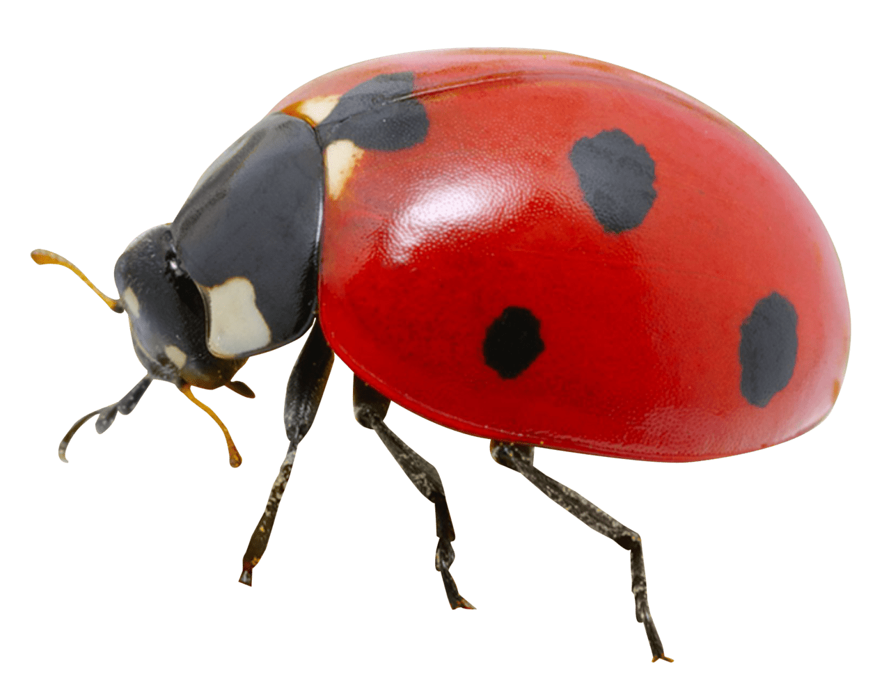 Lady beetle ladybug image cc library clipart